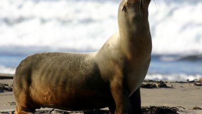 Морской лев на государственном пляже Морро-Странд, залив Морро, Калифорния.  «Mike» Michael L. Baird/commons.wikimedia.org/CC BY 2.0