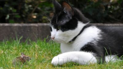 Estockiausdel/needpix.com/СС0