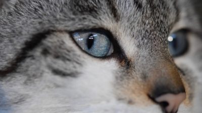 JACLOU-DL/needpix.com/СС0
