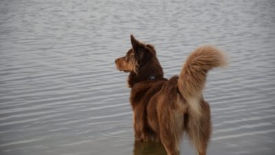 Llynya/needpix.com/СС0