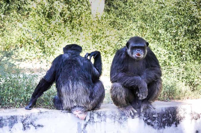 Шимпанзе в Arignar Anna Zoological Park в Ченнае, Индия. Семейный разговор. Фото: Татьяна Виноградова/Великая Эпоха