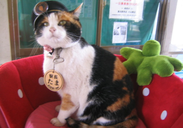 Начальник станции Киши, Япония — кот Тама. Фото: Sanpei/Japanese Wikipedia/https://creativecommons.org/licenses/by-sa 3.0