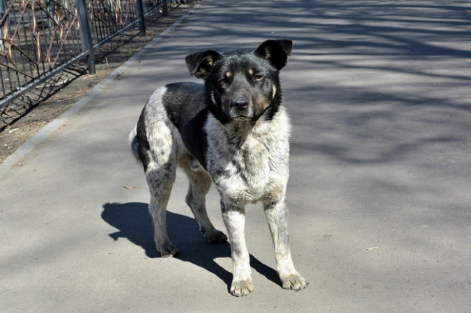 Flammaros/pixabay.com/Pixabay License