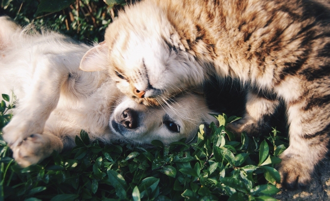 Free-Photos/pixabay.com/Pixabay License