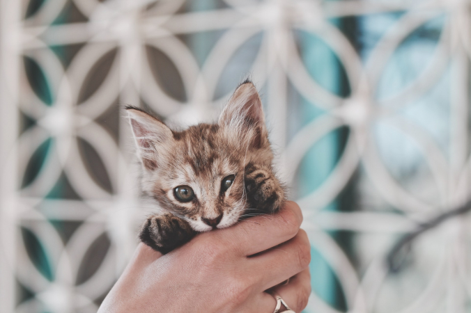 Roxanne Desgagnés/unsplash.com/License Unsplash