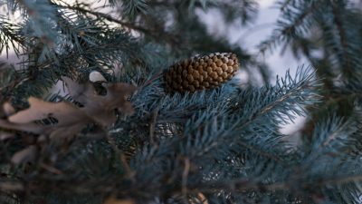 Weston MacKinnon/unsplash.com/License Unsplash
