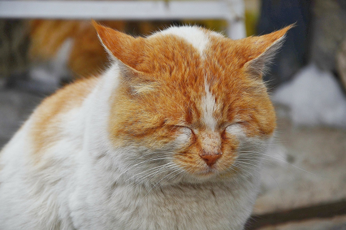 Glady/needpix.com/СС0
