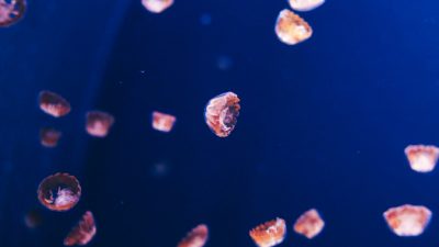 Nastya Dulhiier/unsplash.com/License Unsplash