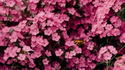 Фото: pexels.com/ru-ru/@iriser