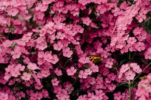 Фото: pexels.com/ru-ru/@iriser