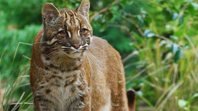 Азиатский золотистый кот. Фото: 
Karen Stout /Wikipedia Commons /CC BY-SA 2.0