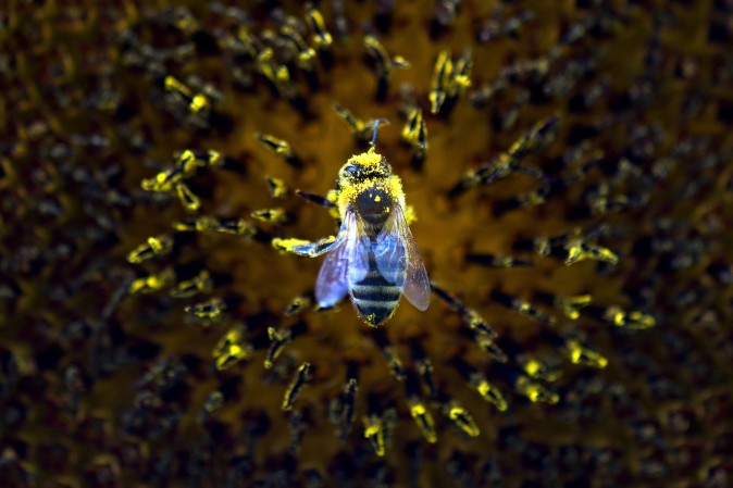 Arno Burgi/AFP/Getty Images