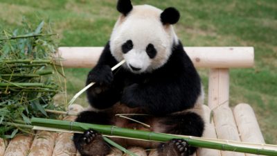 За день панда может съесть до 30 килограмм бамбука. Фото: Chung Sung-Jun/Getty Images