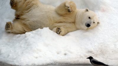VASILY MAXIMOV/AFP/Getty Images