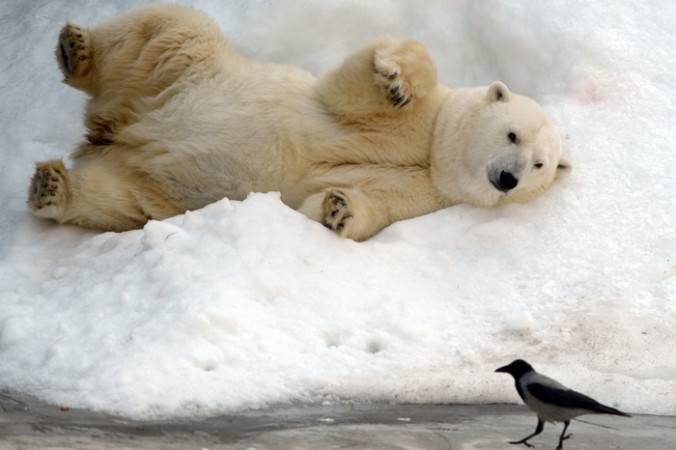 VASILY MAXIMOV/AFP/Getty Images