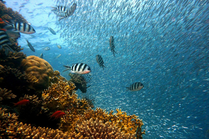 joakant/pixabay.com/Pixabay License