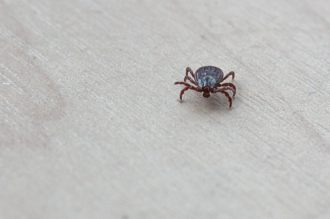 Devolk/pixabay.com/Pixabay License
