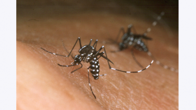 Jack Leonard/New Orleans Mosquito and Termite Control Board/Getty Images