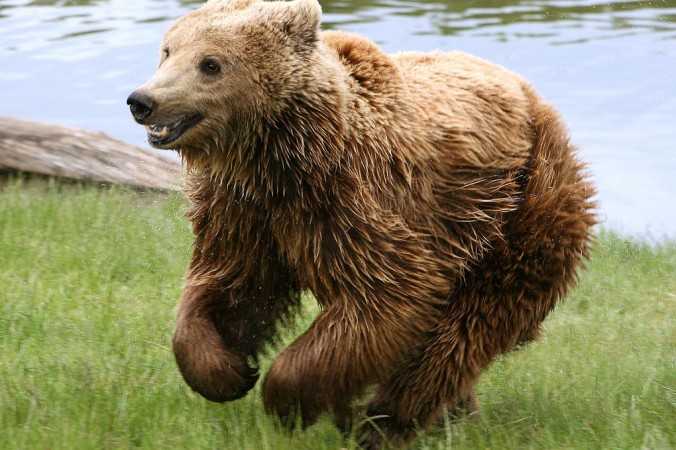 Бегущий бурый медведь. (Malene Thyssen/wikipedia.org,/CC BY-SA 2.5)