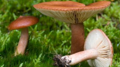 Как правильно готовить грибы горькушки, которые являются натуральным антибиотиком. Фото с сайта wikigrib.ru