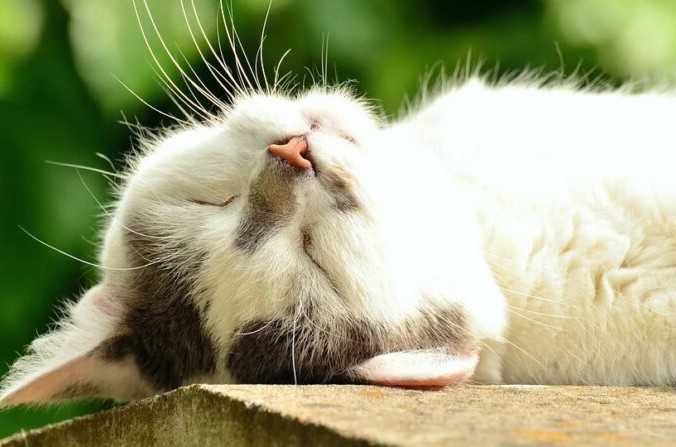 Пропавшая кошка нашлась через 11 лет. Illustration (Pixabay)