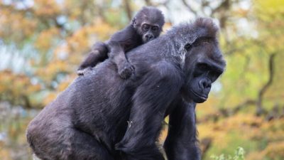 Хасани с приёмной матерью Керой. (С любезного разрешения Jordan Jones/Bristol Zoo Gardens)