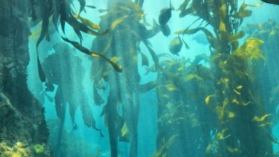 Капские ламинарии, также известные как Великий африканский морской лес, представляют собой огромную подводную среду обитания, простирающуюся от берегов Кейптауна в Южной Африке на север на 620 миль до Намибии. ( Dreamstime.com © Photosky
)