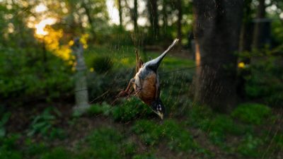 Американская малиновка на рассвете запуталась в нейлоновой сети. Серебряный родник, штат Мэриленд, 24 апреля 2021 г. (Кэролайн Кастер / AP Photo)