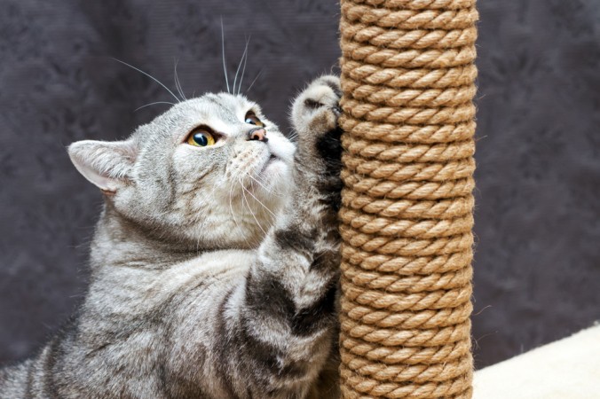 Share Now 4
TelegramFacebookTweetEmailTellMeWeReddit
Copy Link
(Zzzufa/Shutterstock)