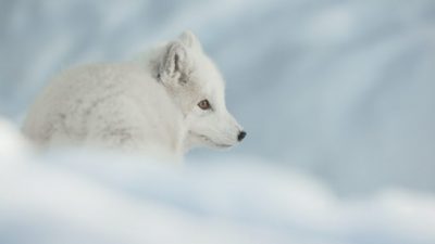 «Бог рисует разными цветами, но Он никогда не рисует так великолепно, как когда Он рисует белым». Гилберт Кейт, британский писатель из Честертона, 1874-1936 гг. ( Dreamstime.com © Эндрю Эстбери)