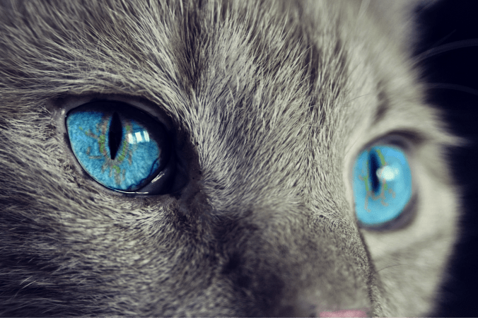Интересные факты о кошках. cocoparisienne /pixabay.com/ru