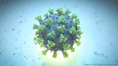 Компьютерное изображение, созданное Nexu Science Communication совместно с Тринити-колледжем в Дублине, показывает модель для бета-коронавируса, который является типом вируса, связанного с COVID-19. Фото: NEXU Science Communication /Reuters