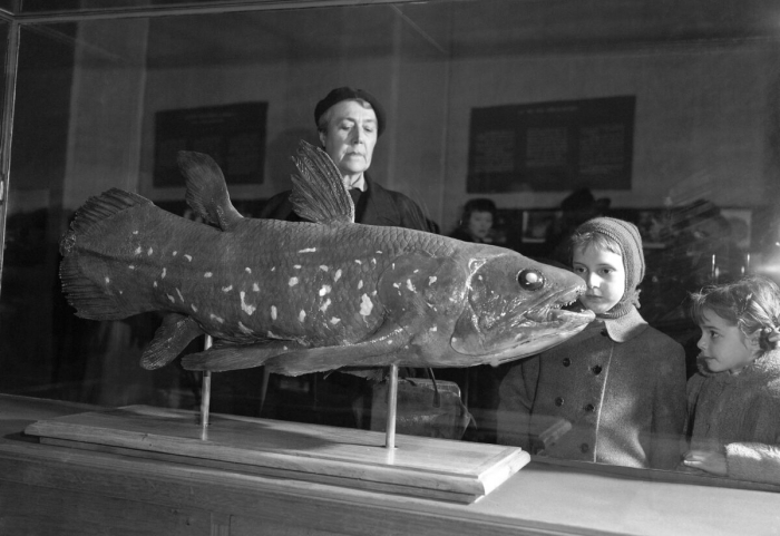 Живые «ископаемые» рыбы живут 100 лет
