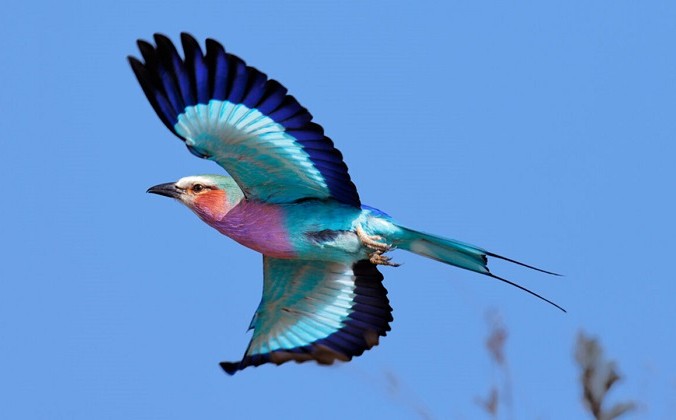 (Johan Swanepoel/Shutterstock)