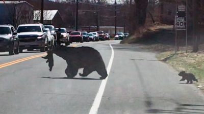 Capture d'écran/ViralHog)