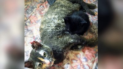 (Предоставлено Furget Me Not Animal Rescue)