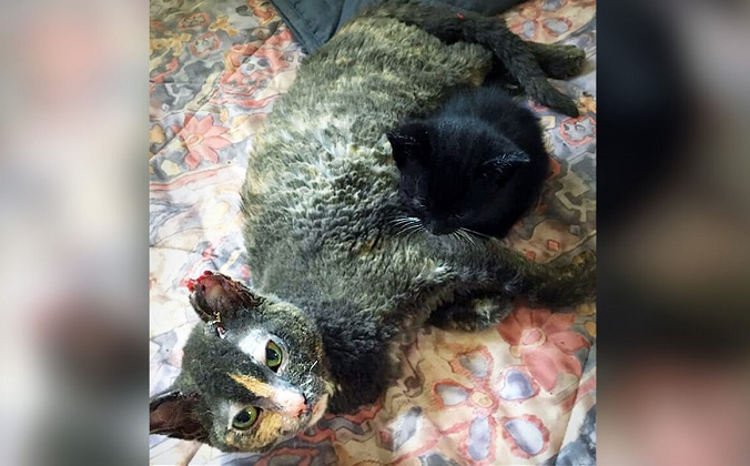 (Предоставлено Furget Me Not Animal Rescue)