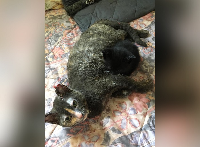 Кошка выносит из горящего сарая своего котёнка, и едва выживает