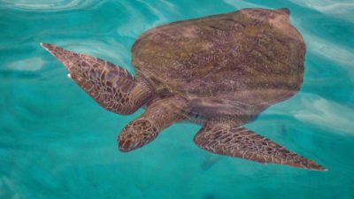 Зелёная морская черепаха плавает в водах у острова Реданг в Малайзии 28 июня 2020 г. (Mohd Rasfan / AFP via Getty Images)