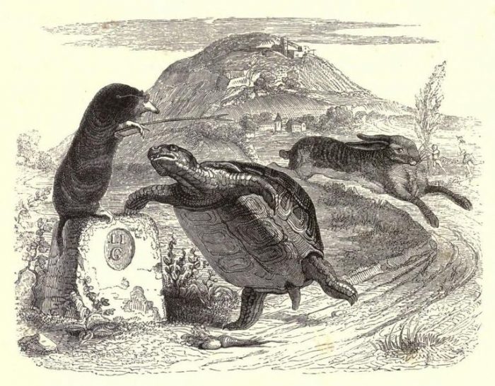басни, литература, заяц, черепаха