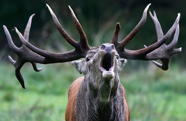 Illustration (AXEL HEIMKEN/DPA/AFP via Getty Images)
