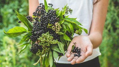 Бузина богата фенольными соединениями и антоцианами. (Nastyaofly/Shutterstock) 