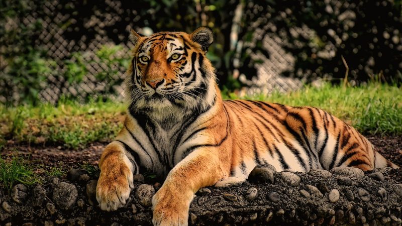 Тигр в зоопарке Тайган pixabay.com/Alexas_Fotos/СС0