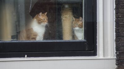 Кошка в окне