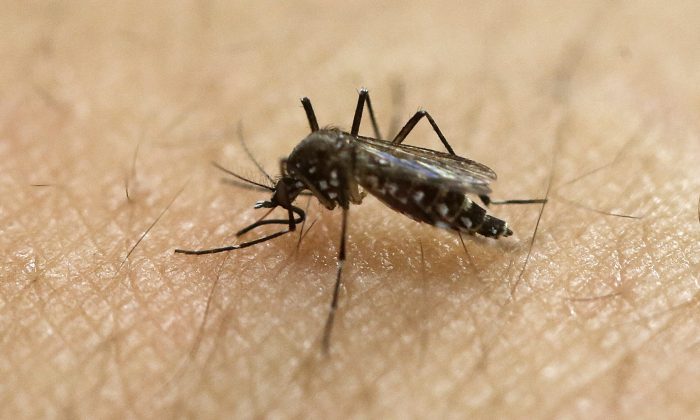 Комар