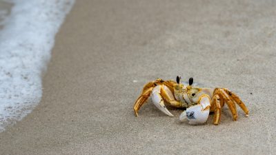 Жители Сахалина после шторма вышли на побережье за морскими деликатесами: моллюсками, крабами, осьминогами и гребешками. pixabay.com/Hucklebarry/СС0