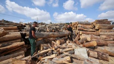 Древесное сырьё. Фото: HAZEM BADER/AFP via Getty Images)