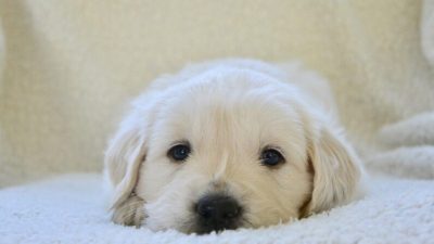 Изображение: Pixabay