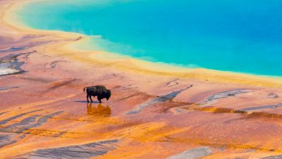 Бизон у красочного Большого призматического источника. (MeganBrady/Shutterstock)