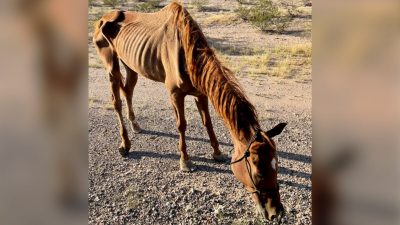 (Предоставлено Hope Ranch Arizona)